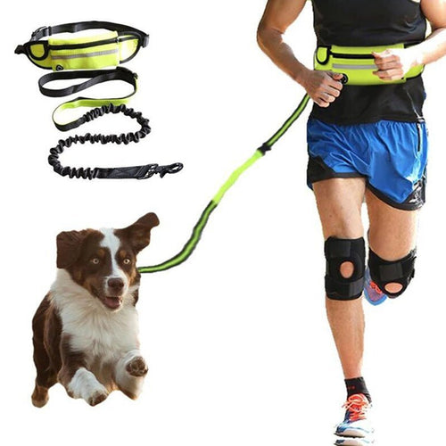 Dog Essentials