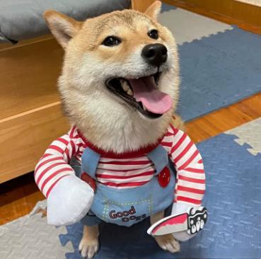 Adjustable Halloween dog costume — product view 5