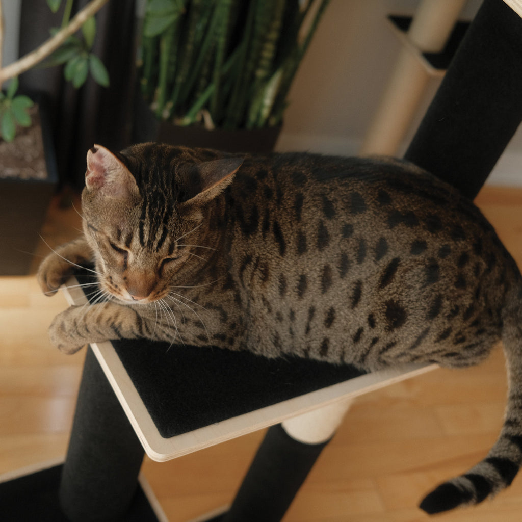 Noba Modern Plywood 3-Level Cat Tree – view 5